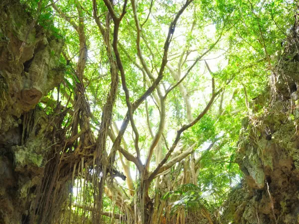 バスツアー｜株式会社H.I.S.沖縄