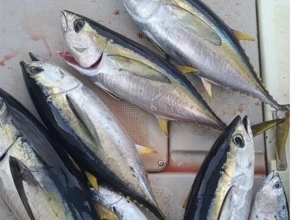 本部 船釣りチャーター 口福丸