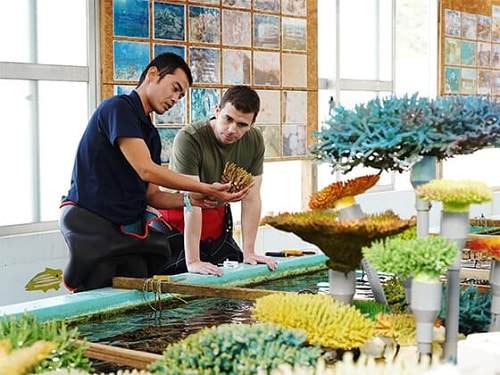 カールトン　サンゴ