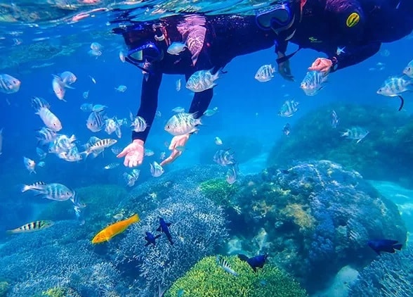 恩納村のサンゴ