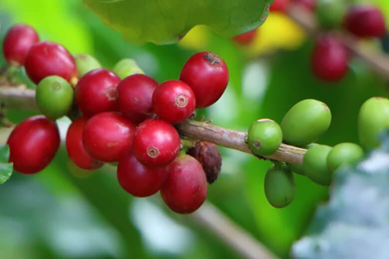 又吉コーヒー園|赤く熟したコーヒー豆