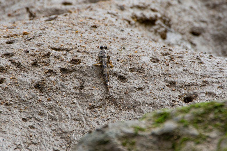 名蔵アンパル(なぐらあんぱる)|干潟に生息するトントンミー