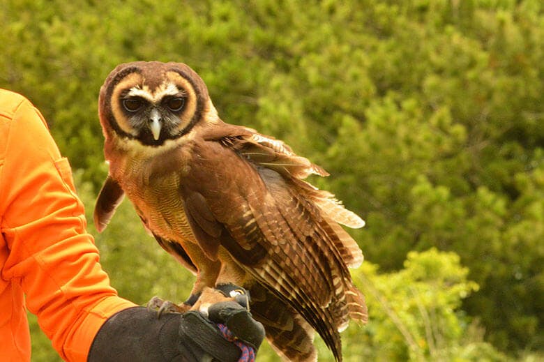 ネオパークオキナワ|スタッフの腕にとまるオオフクロウの福豆