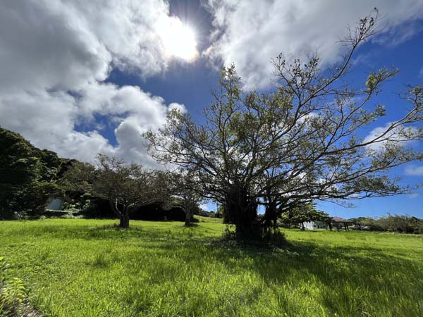 07ロンドンの杜_木陰