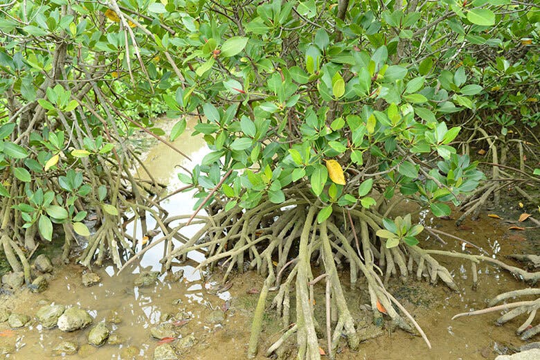 島尻マングローブ林|タコの足のように伸びたマングローブの根