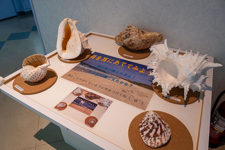 宮古島海宝館|様々な種類の巨大な貝