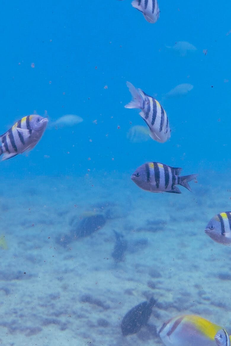 宮古島海中公園｜水中を泳ぐ魚たちの姿