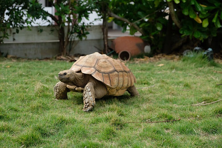 シーサーモノガタリ|お店の“看板”リクガメ