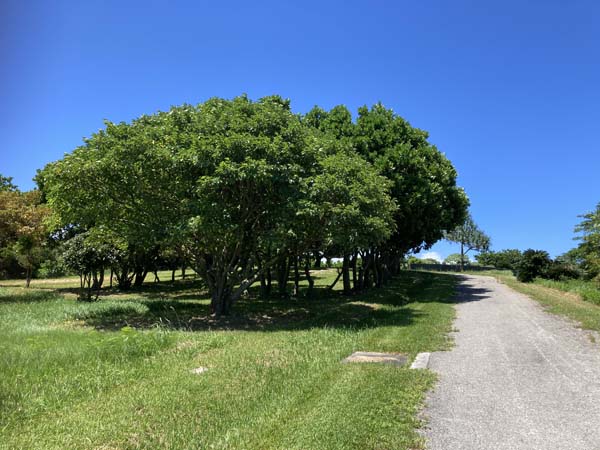 11平和創造の森_遊歩道