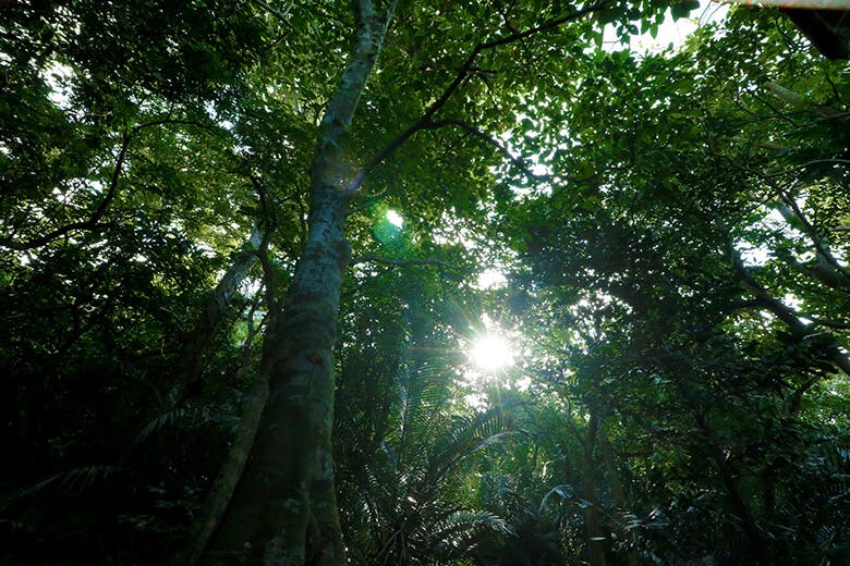 米原（よねはら）のヤエヤマヤシ群落｜濃く茂った木々の緑