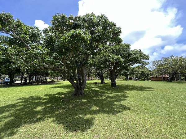 17豊見城総合_景色