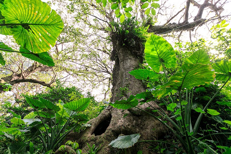 首里金城町石畳道|下から見上げた大アカギ