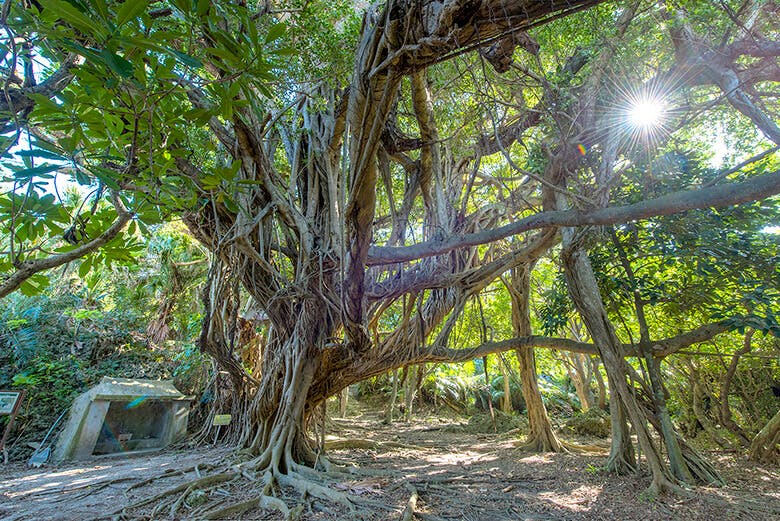 アマミチューの墓とシルミチュー霊場|聖地にそびえる立派なガジュマル