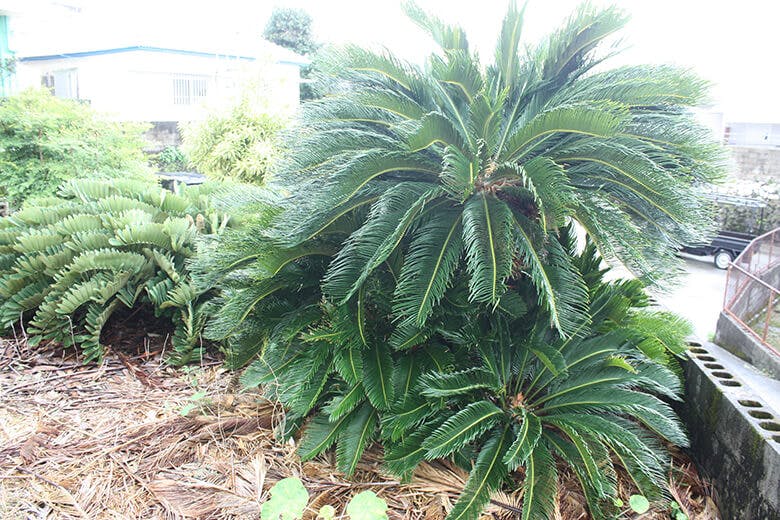 みやび茶屋・仲元｜ソテツ