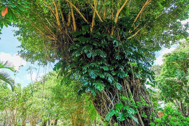 宮古島市熱帯植物園|ガジュマルの木に巻きつくモンステラ