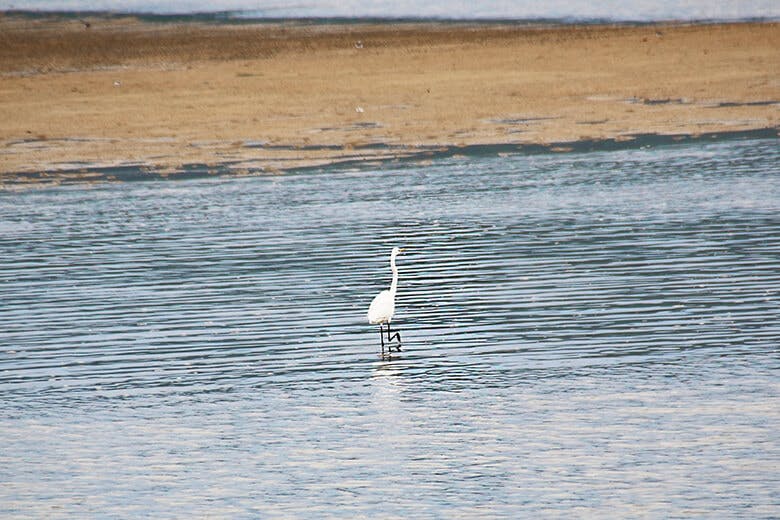 名蔵アンパル(なぐらあんぱる)|干潟の浅瀬を歩く水鳥