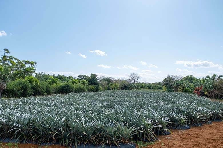 まいぱり｜広々としたパイナップル畑