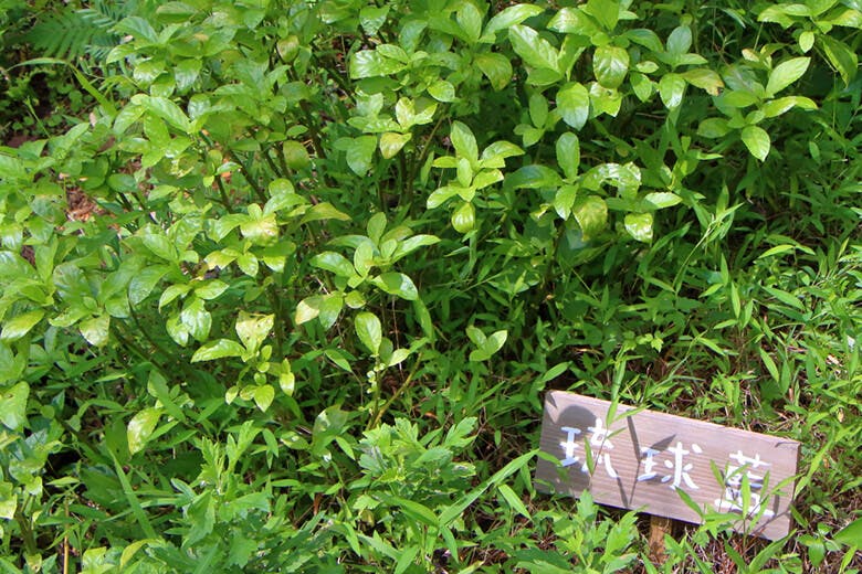 藍風(あいかぜ)|お店の裏にある畑で大切に育てられた琉球藍