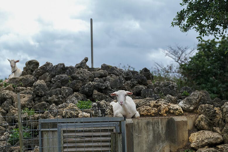 まいぱり｜ヤギ牧場のヤギ達