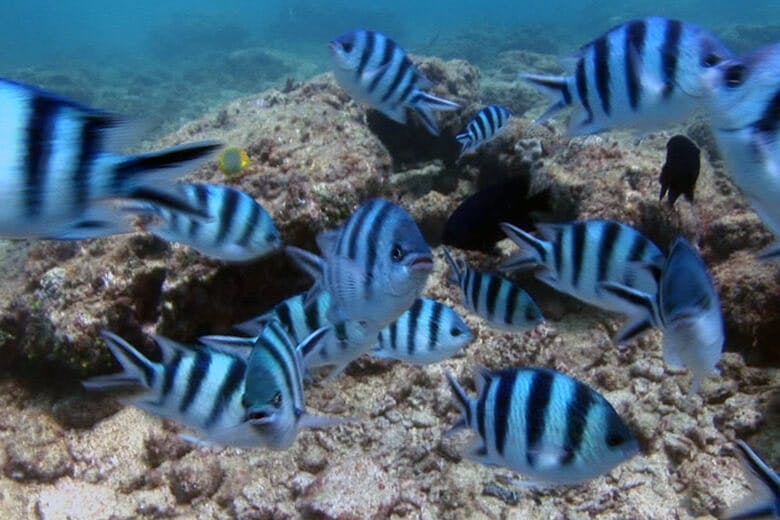 米原ビーチ（よねはらびーち）｜ロクセンスズメダイ