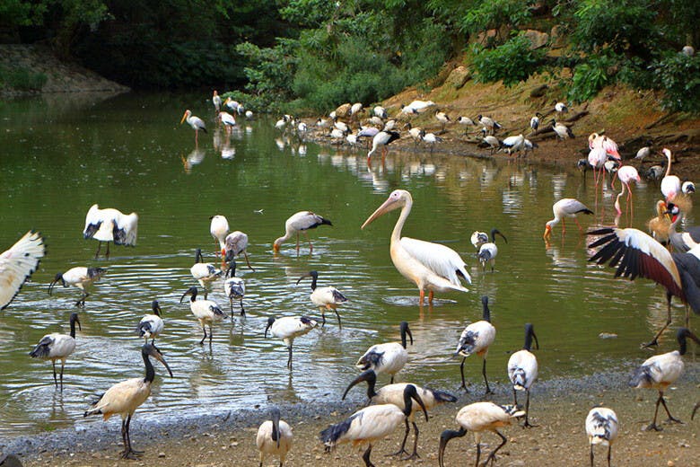 ネオパークオキナワ|水辺に集まる様々な鳥たち