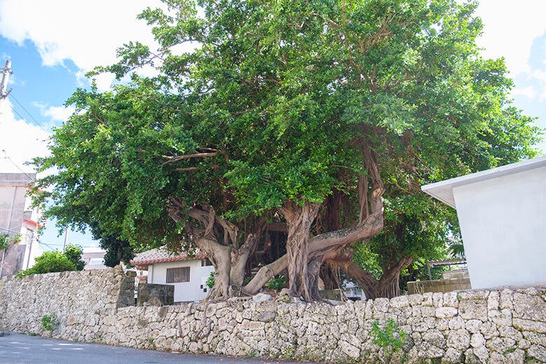 漲水御嶽(はりみずうたき)|史跡のそばに茂る巨大なガジュマル