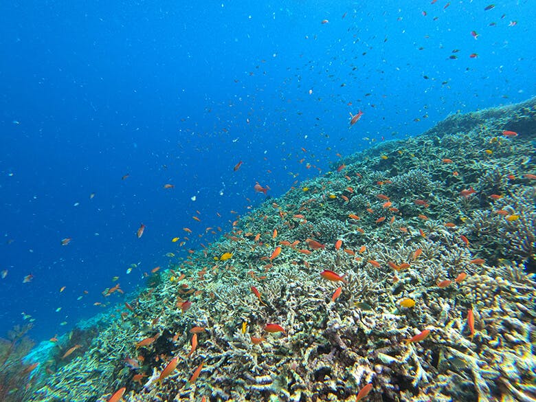 八重干瀬(やびじ)|