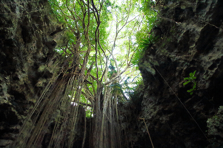 ガンガラーの谷「大主(ウフシュ)ガジュマル」を仰ぎ見る