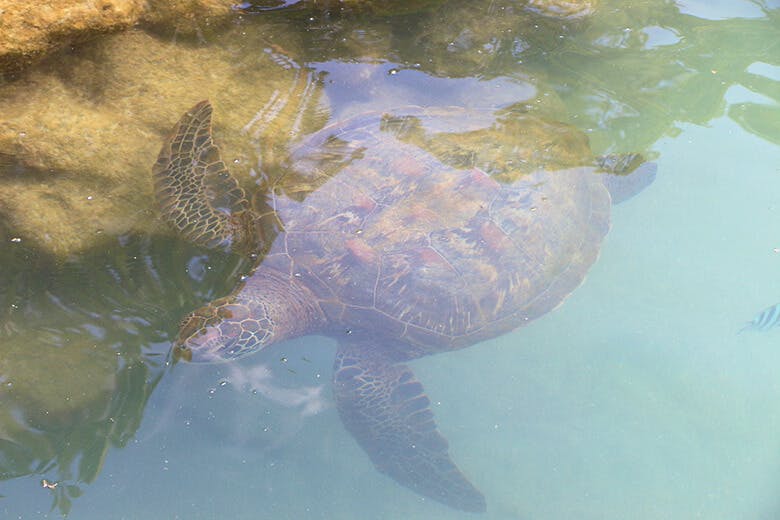 もとぶ元気村|「ふれあいラグーン」の大きな池にいるウミガメ