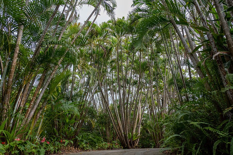 まいぱり｜空高く茂ったヤシの木の群生