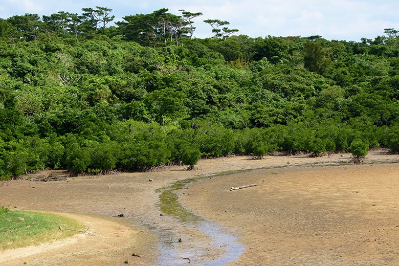 名蔵アンパル(なぐらあんぱる)|緑濃く生い茂るマングローブ林と手前に広がる干潟