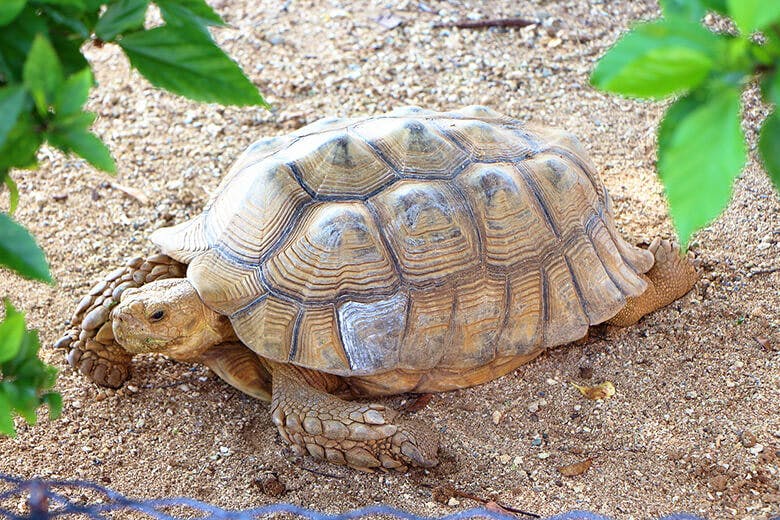 もとぶ元気村|ケヅメリクガメ