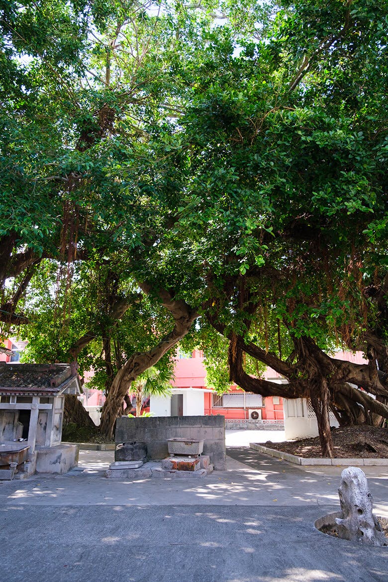 漲水御嶽(はりみずうたき)|史跡のそばに茂る巨大なガジュマル