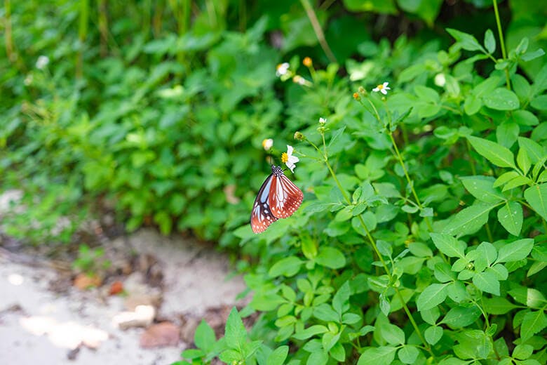 砂山ビーチ|ビーチまでの道中にいる蝶