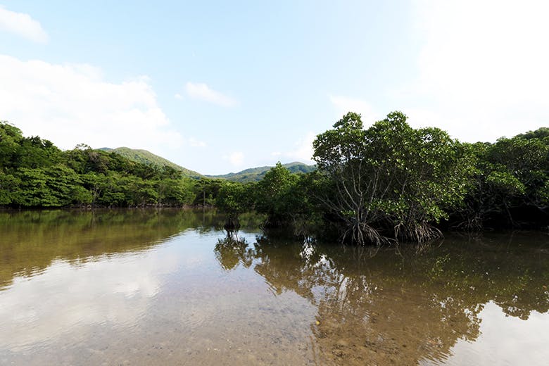 吹通川のヒルギ群落（ふきどうがわのひるぎぐんらく）｜水鏡の美しい吹通川の景観
