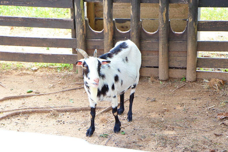 もとぶ元気村|「ふれあい牧場」にいるパンダヤギ