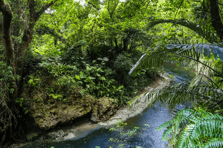 ガンガラーの谷|亜熱帯の小川
