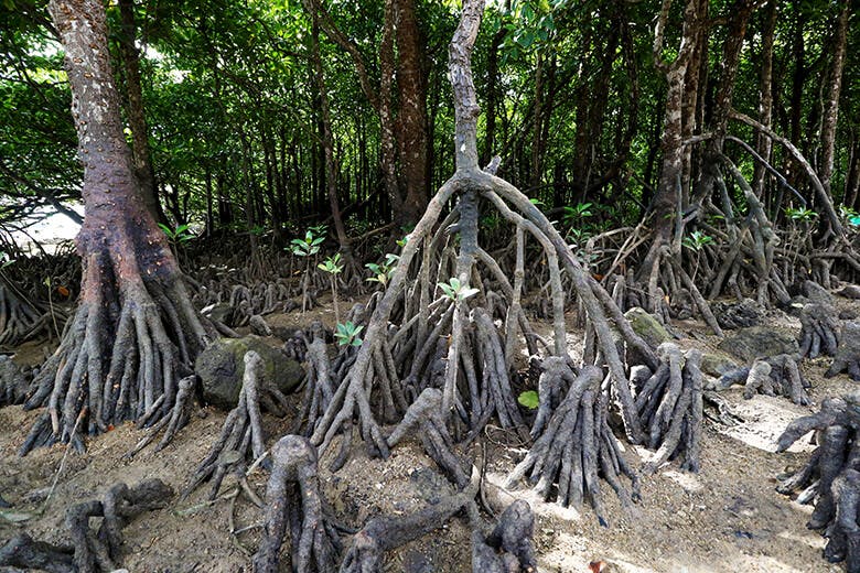 宮良川(みやらがわ)のヒルギ林|河口方向の景色