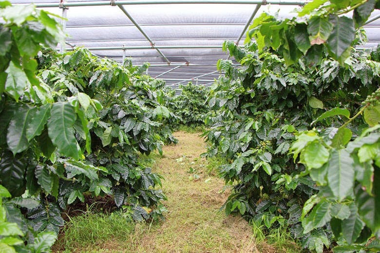 又吉コーヒー園|広大な敷地で育まれる約2000本のコーヒーの木