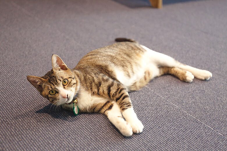 道の駅おおぎみ|保護猫のかんちゃん