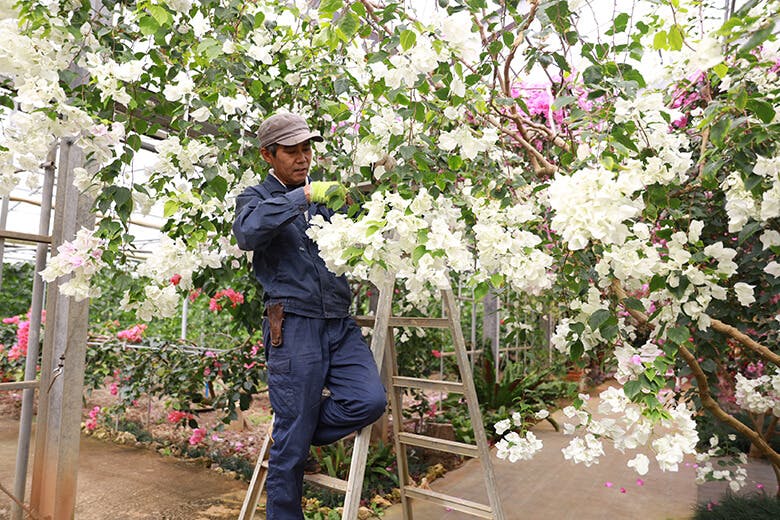 ユートピアファーム宮古島|ブーゲンビリアの手入れをする男性スタッフ
