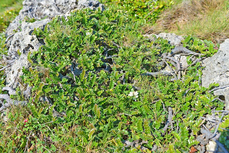 東平安名崎（ひがしへんなざき）｜バラ科の植物「テンノウメ」