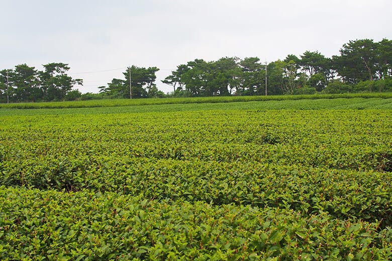嵐山展望台｜周辺にある茶畑