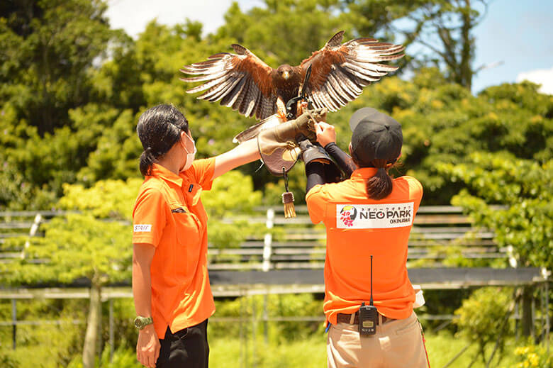 ネオパークオキナワ|鳥たちを扱う飼育員さん達