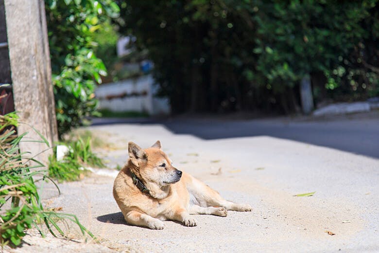 備瀬(びせ)のフクギ並木|ひなたぼっこする犬