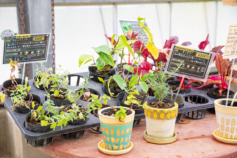 なごアグリパーク｜販売されているハーブや観葉植物