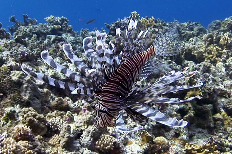 米原ビーチ（よねはらびーち）｜ミノカサゴ