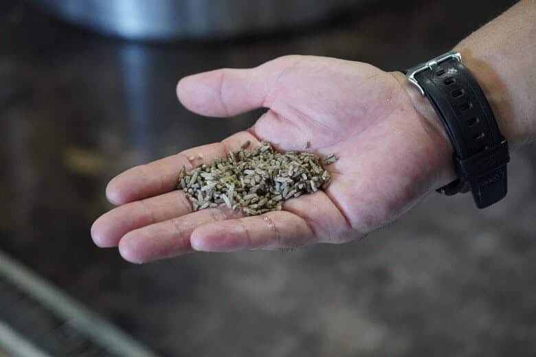 仲間酒造|黒?菌の種付け後2日程度経過したお米