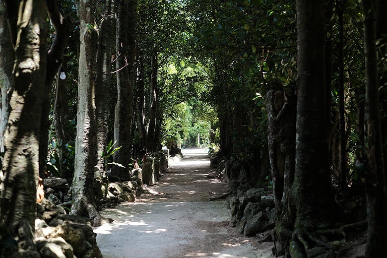 古民家の宿・お食事処ちゃんや～｜備瀬のフクギ並木