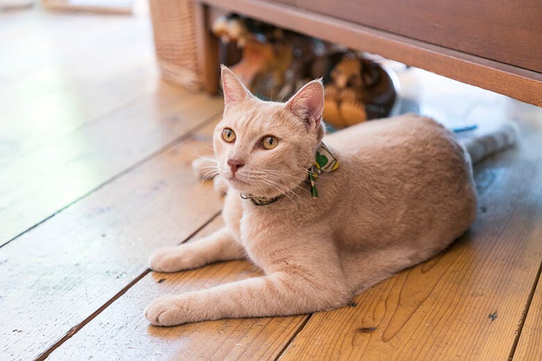 MIMURI（ミムリ）｜MIMURI製の首輪をつける猫